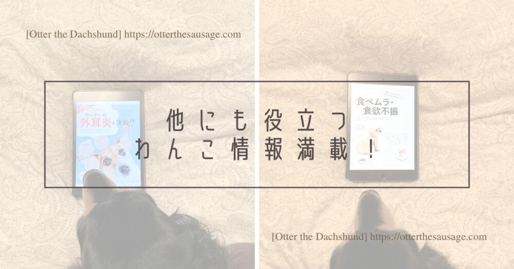 Header Image_Otter the Dachshund_travel with dogs_hang out with dogs_犬旅ブログ_犬とお出かけブログ_いぬのきもち2023年6月号_役立つわんこ情報満載！Header Image_Otter the Dachshund_travel with dogs_hang out with dogs_犬旅ブログ_犬とお出かけブログ_いぬのきもち2023年6月号_役立つわんこ情報満載！